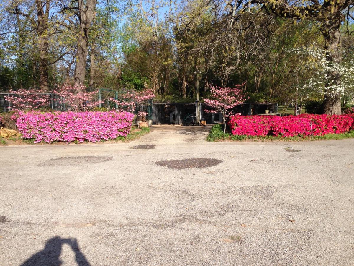 Dogwood Springs Lodgings Mineola Esterno foto