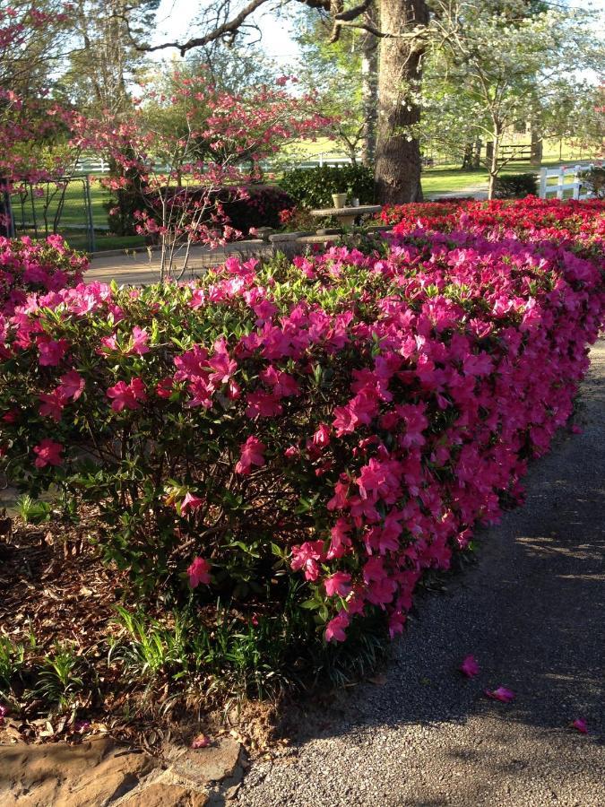 Dogwood Springs Lodgings Mineola Esterno foto